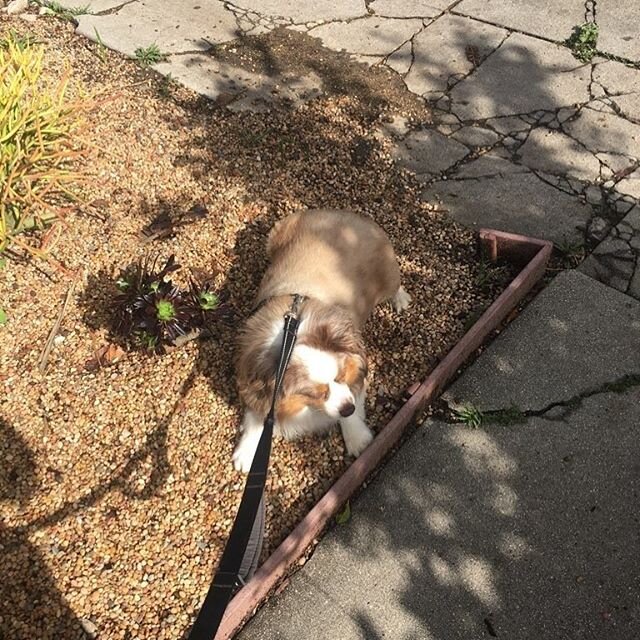 Arthur soaking up some much needed sunshine.