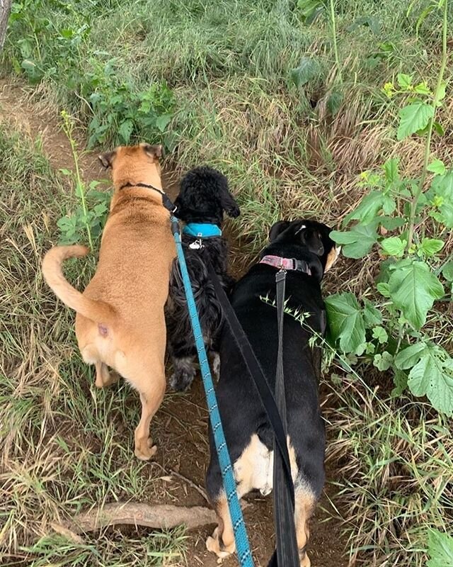 The three musketeers exploring Elysian Park! People quarantine doesn&rsquo;t have to mean your pups don&rsquo;t get to hike with their friends!