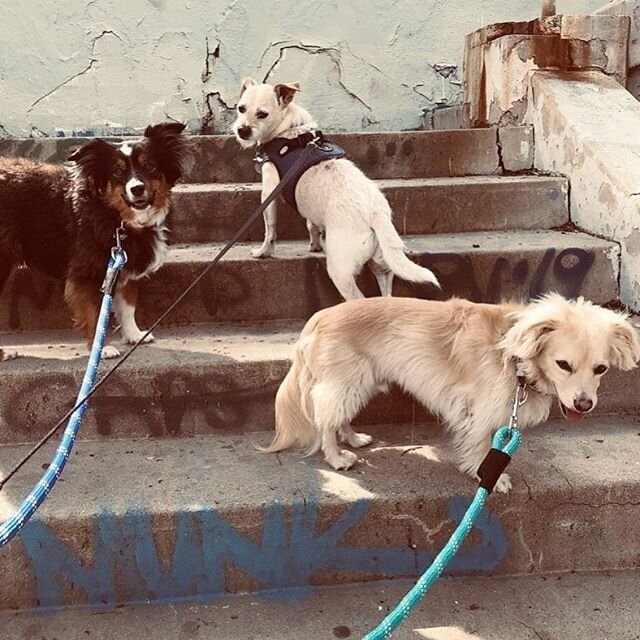 Echo Park Lake Posse! Photo by Jen. We are so thankful that we are still allowed to spend time with your furry friends! We&rsquo;ve been taking them on special adventures to show our appreciation!