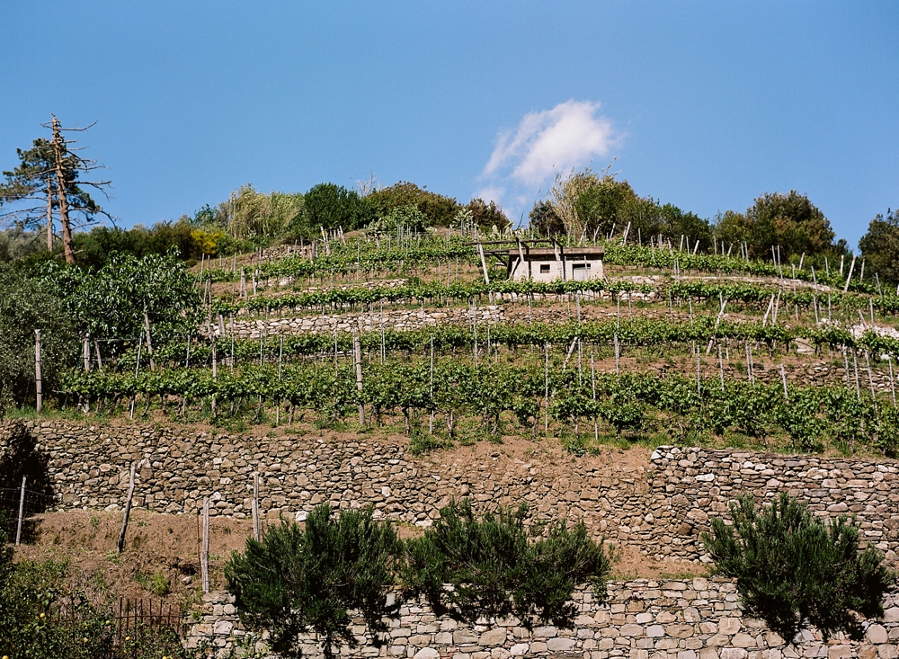 Cinque Terre Olive Grove