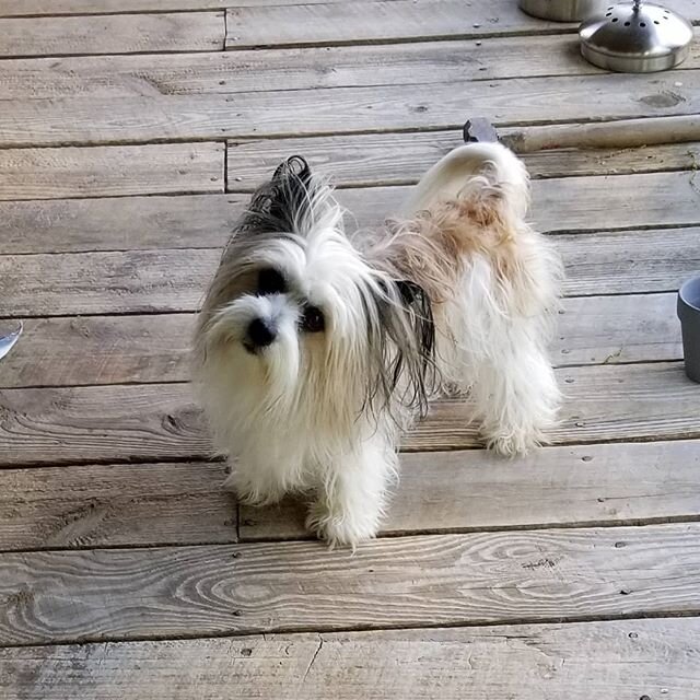 Gracie received the full spa treatment today she got the shampoo, haircut,  and nails. 
Pictured still very damp. 
She loves lockdown but the extra outdoor time really sticks to that hair.
We are well and pray y'all are too.