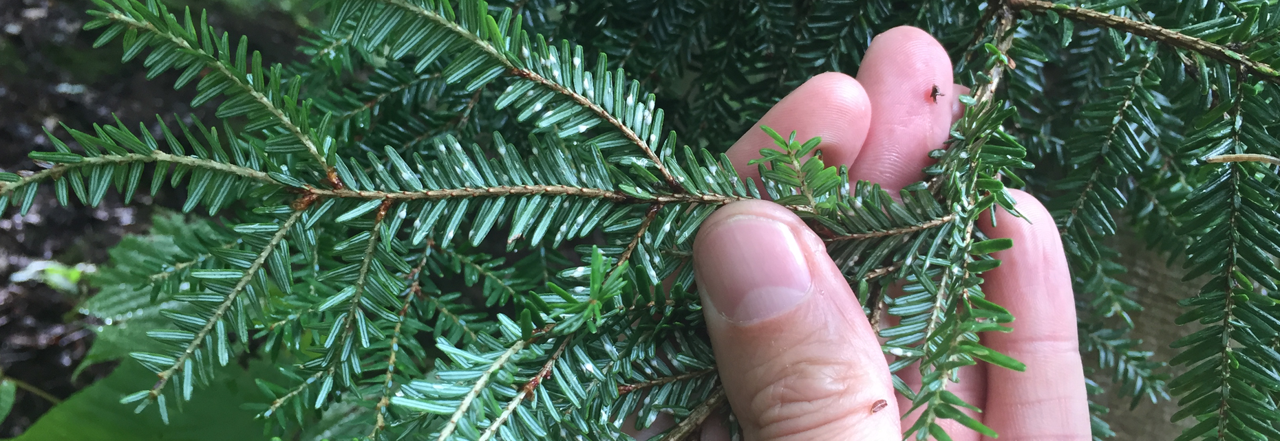 A scale infestation near Long Lake, photographed in August 2017. 