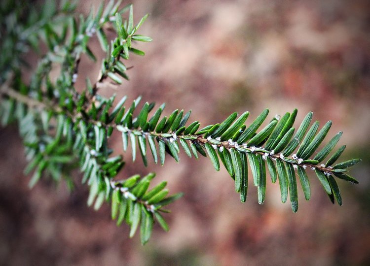  By Nicholas A. Tonelli from Northeast Pennsylvania, USA (Hemlock Woolly Adelgid) [CC BY 2.0 (http://creativecommons.org/licenses/by/2.0)], via Wikimedia Commons 