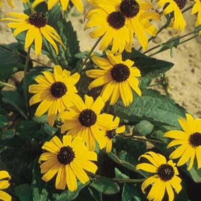 BLACK EYED SUSAN.jpg