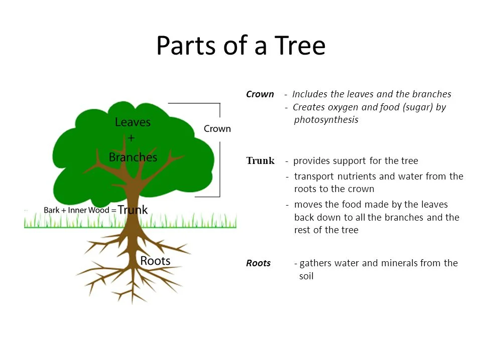 That’s right! Your wood floor was once a tree. :)