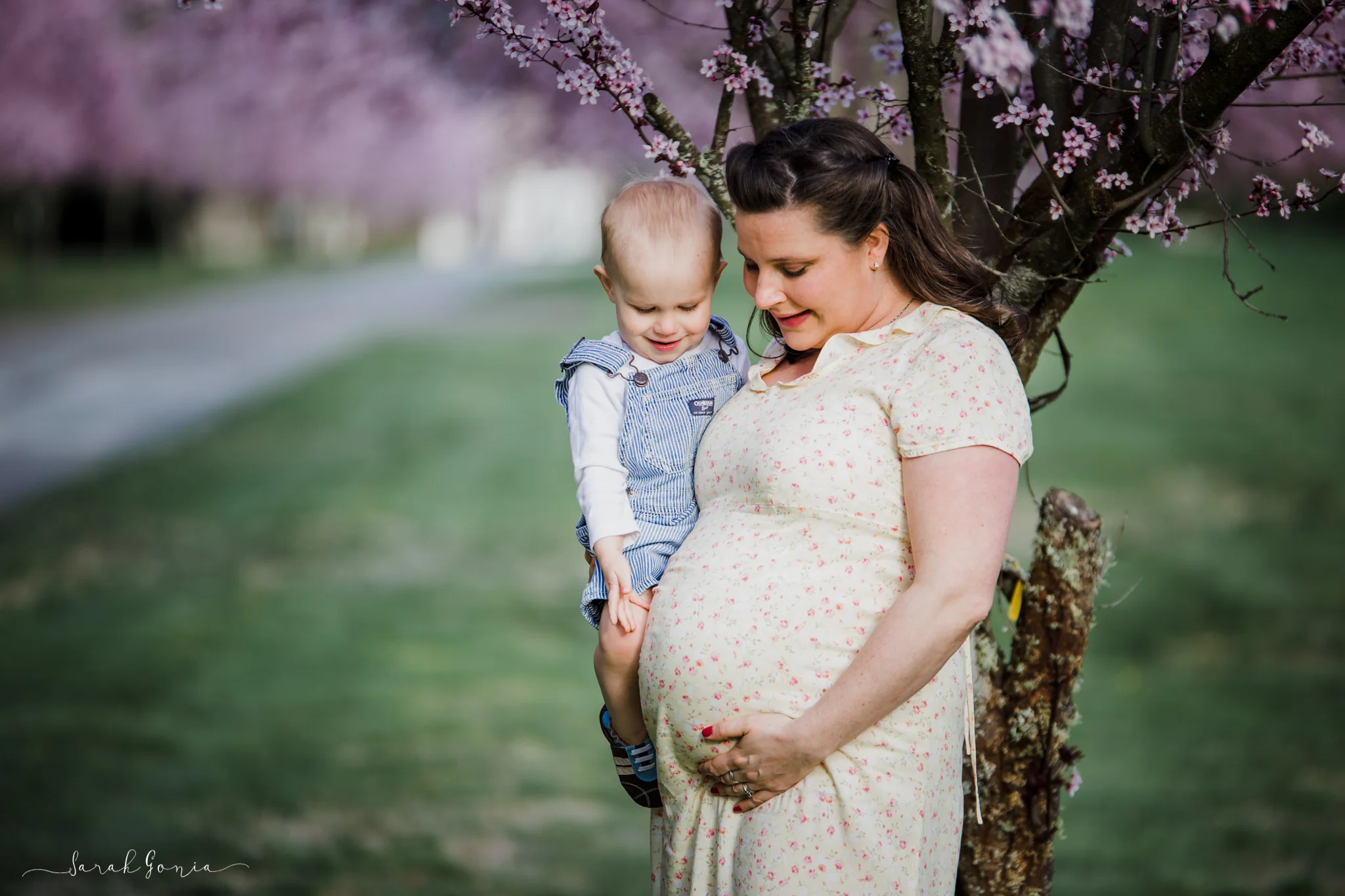 Cherry Blossom Family Portrait | Lacey Maternity Photographer
