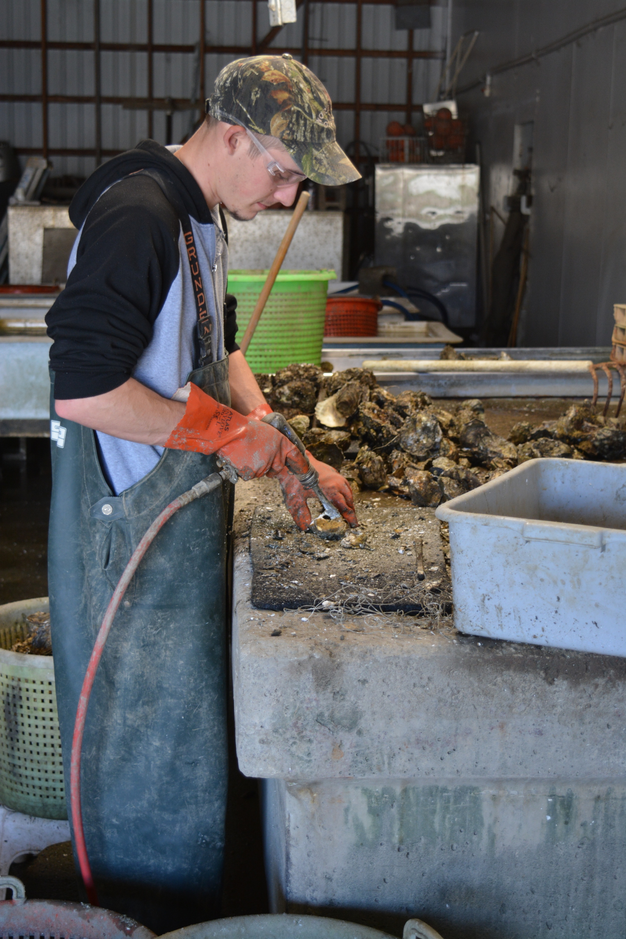 Breaking the Oysters apart 
