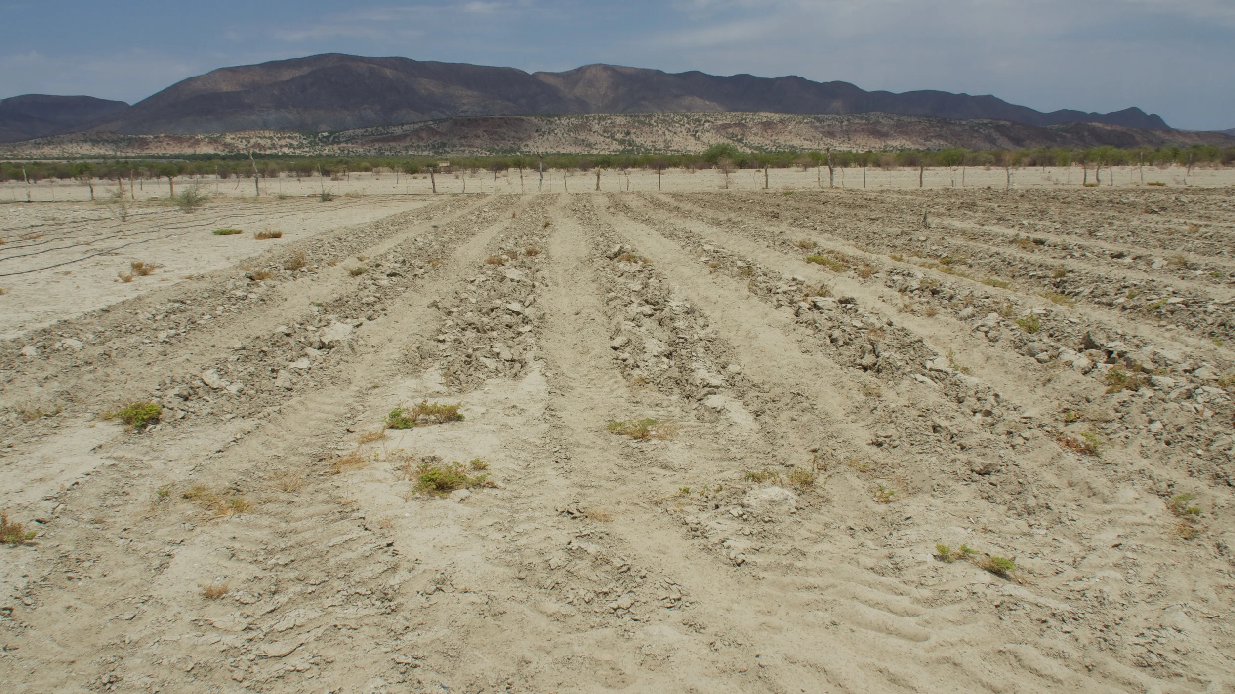 Bennie's Warmquelle plot for biochar field trials 