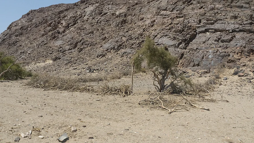 An old Himba cattle and goat kraal. A source of dung for the proposed garden 