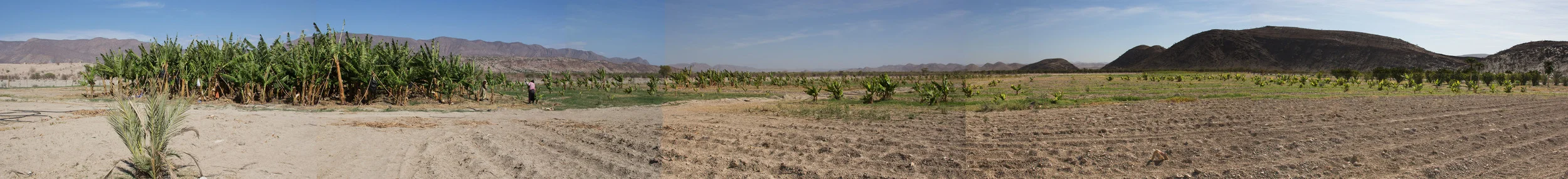 Bennie's land at Warmquelle. Banana plants are on the left.