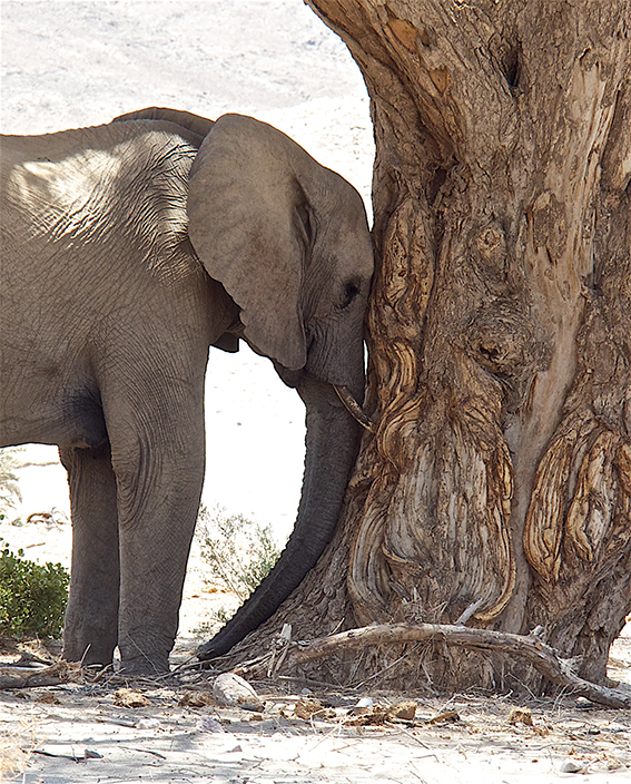 A desert elephant resting in the heat of the day. It was 42 deg C when this picture was taken