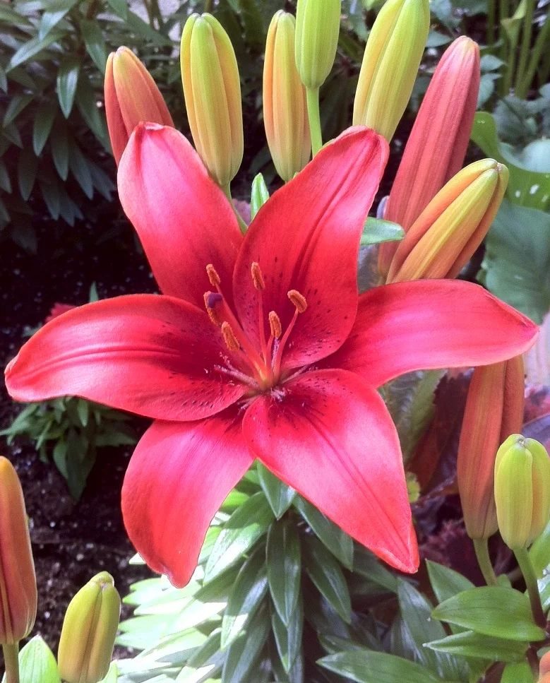Lily