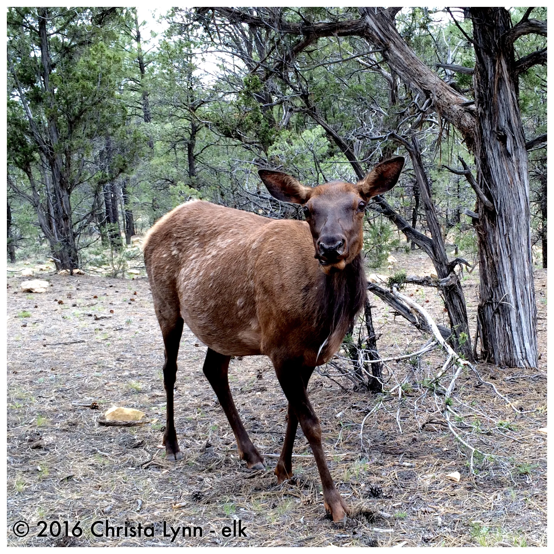  A close-up photo of an elk at the Grand Canyon © 2016 Christa Lynn 