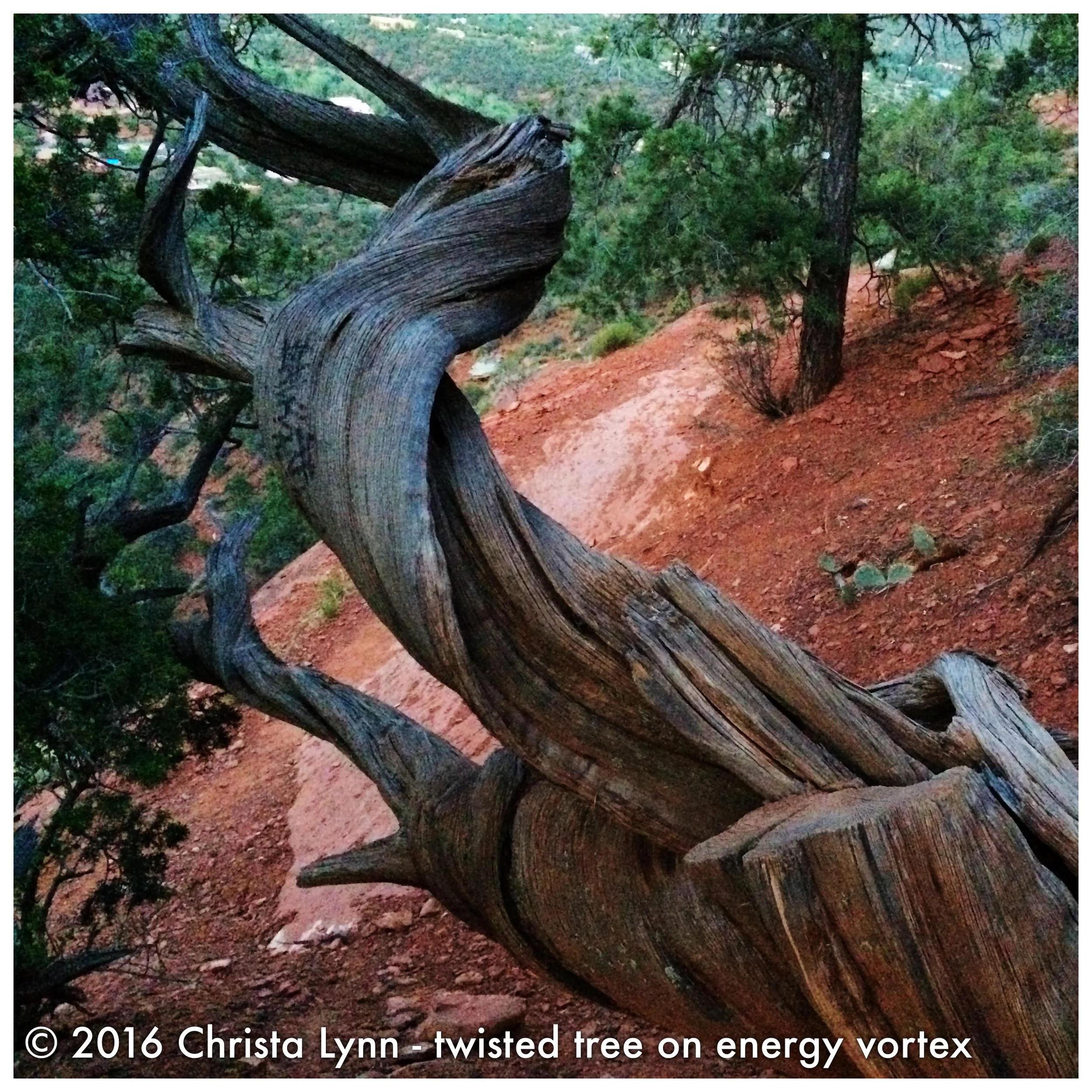  A twisted tree on top of an energy vortex in Sedona AZ - © 2016 Christa Lynn 