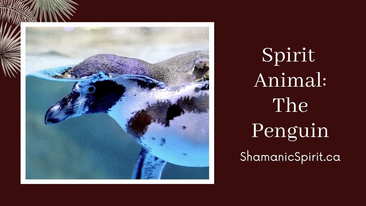 Animal Spirit Guide The Penguin Shamanic Power Animal Penguin Animal Spirit Guide The Penguin Shamanic Power Animal Penguin