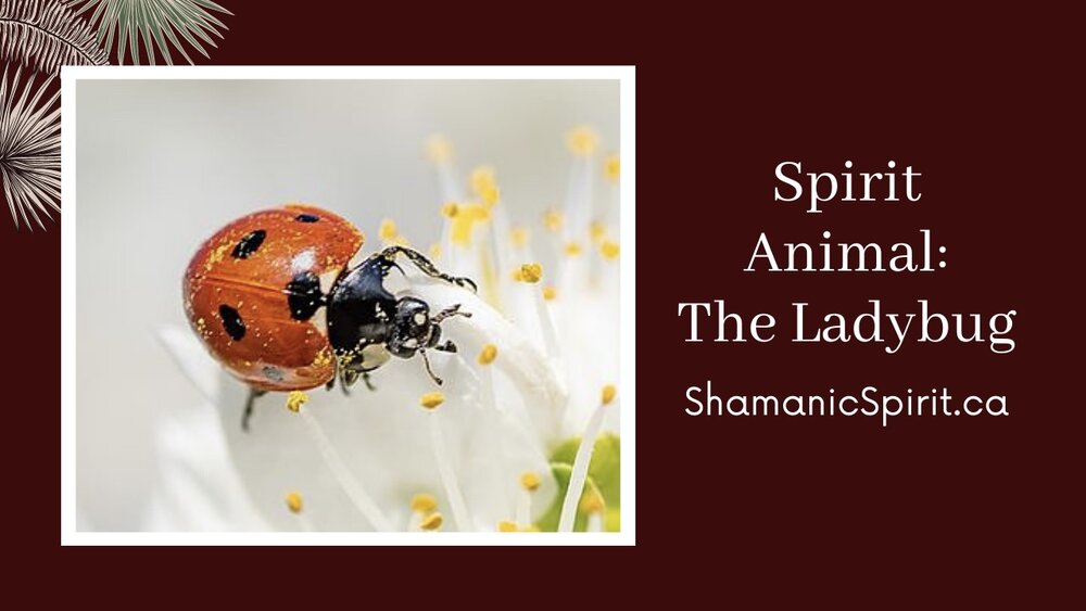 ladybug symbolism — Blog — Shamanic Sessions & Classes in Vancouver