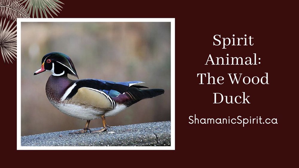 Animal Spirit Guide: The Wood Duck (Shamanic Power Animal). Wood Duck  Symbolism — Shamanic Spirit