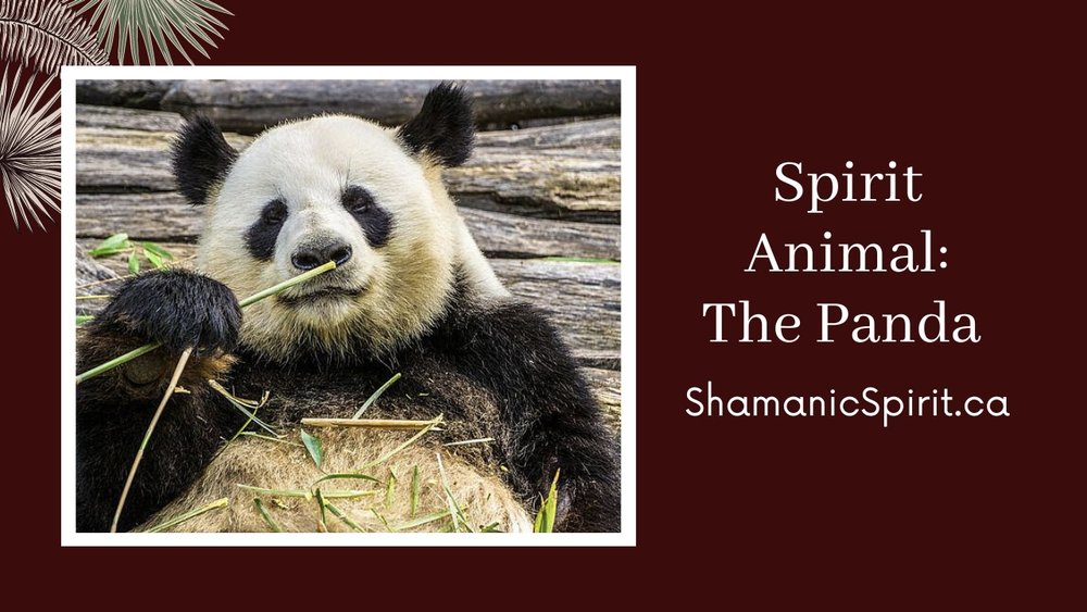 Panda Spirit Animal Guide (Shamanic Power Animal) - Learn About Panda  Symbolism - What is A Panda Power Animal & How Its Healing Energy Can Help  You In Your Life's Activities — Shamanic Spirit