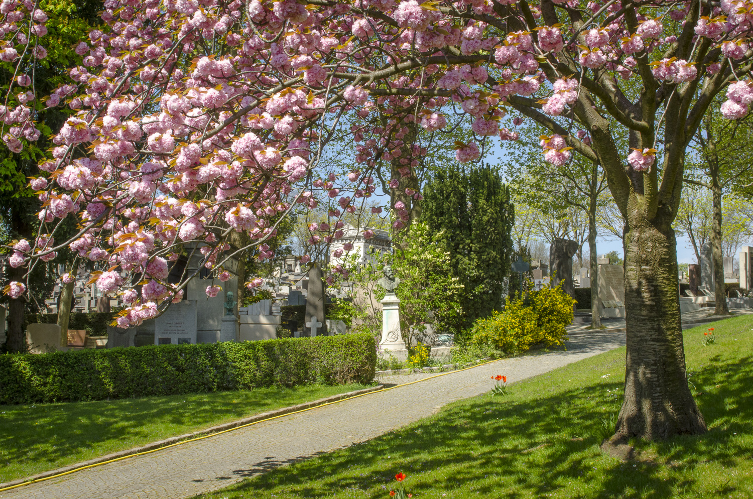 Cimetière du Père Lachaise - Photography : Alexander J.E. Bradley - Nikon D7000 - Nikkor 24-70mm f/2.8 @ 29mm - F/18 - 1/125 - ISO:500