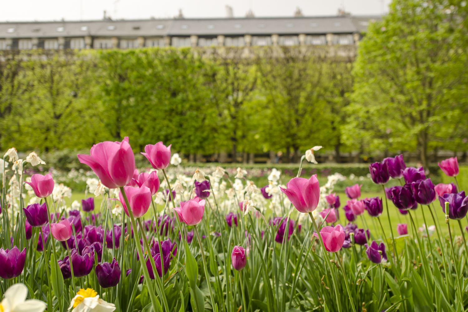 Jardin du Palais Royal - Photography : Alexander J.E. Bradley - Nikon D7000 -Nikkor 14-24mm f/2.8 @ 24mm - F/2.8 - 1/800 - ISO:100