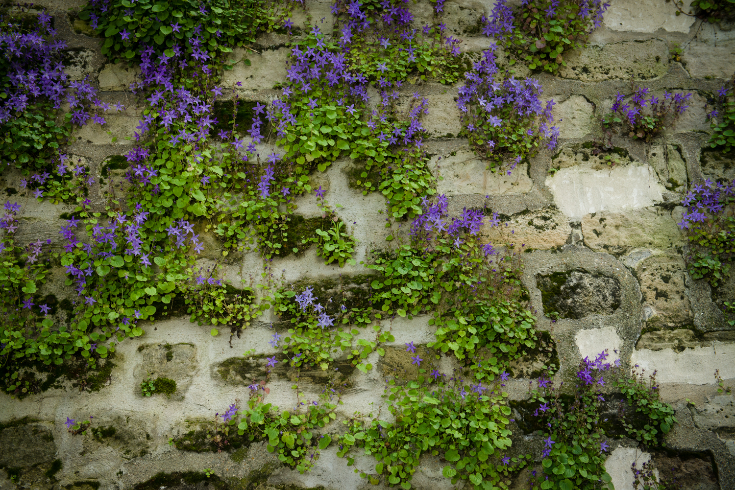 RUE DE L'ABREUVOIR - PHOTOGRAPHY : WILLIAM LOUNSBURY - NIKON D800 - NIKKOR 24-70MM F/2.8 @ 52MM - F/4 - 1/250 - ISO:4 00