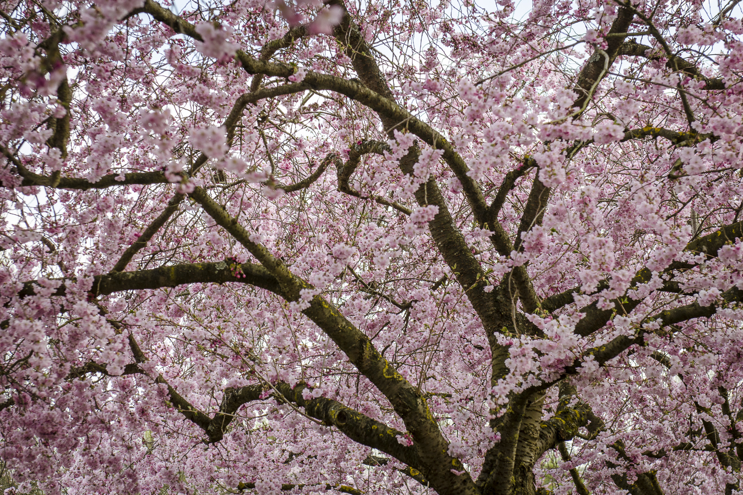 Giverny - Photo: Alexander J.E. Bradley - Nikon D7000 - 24-70mm f/2.8 @ 58mm - f/5 - 1/125 - ISO 100