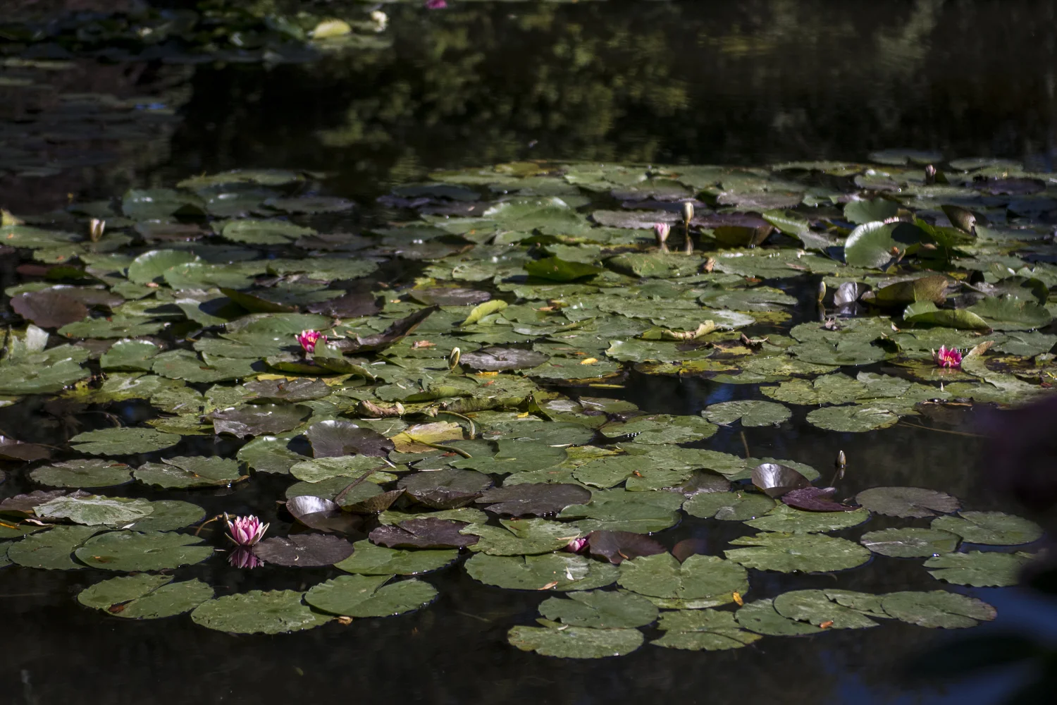 THE Water Lily Pond - PHOTO: ALEXANDER J.E. BRADLEY - NIKON D71 00 - 24-70MM F/2.8 @ 70 MM - F/2.8 - 1/80 00 - ISO 400