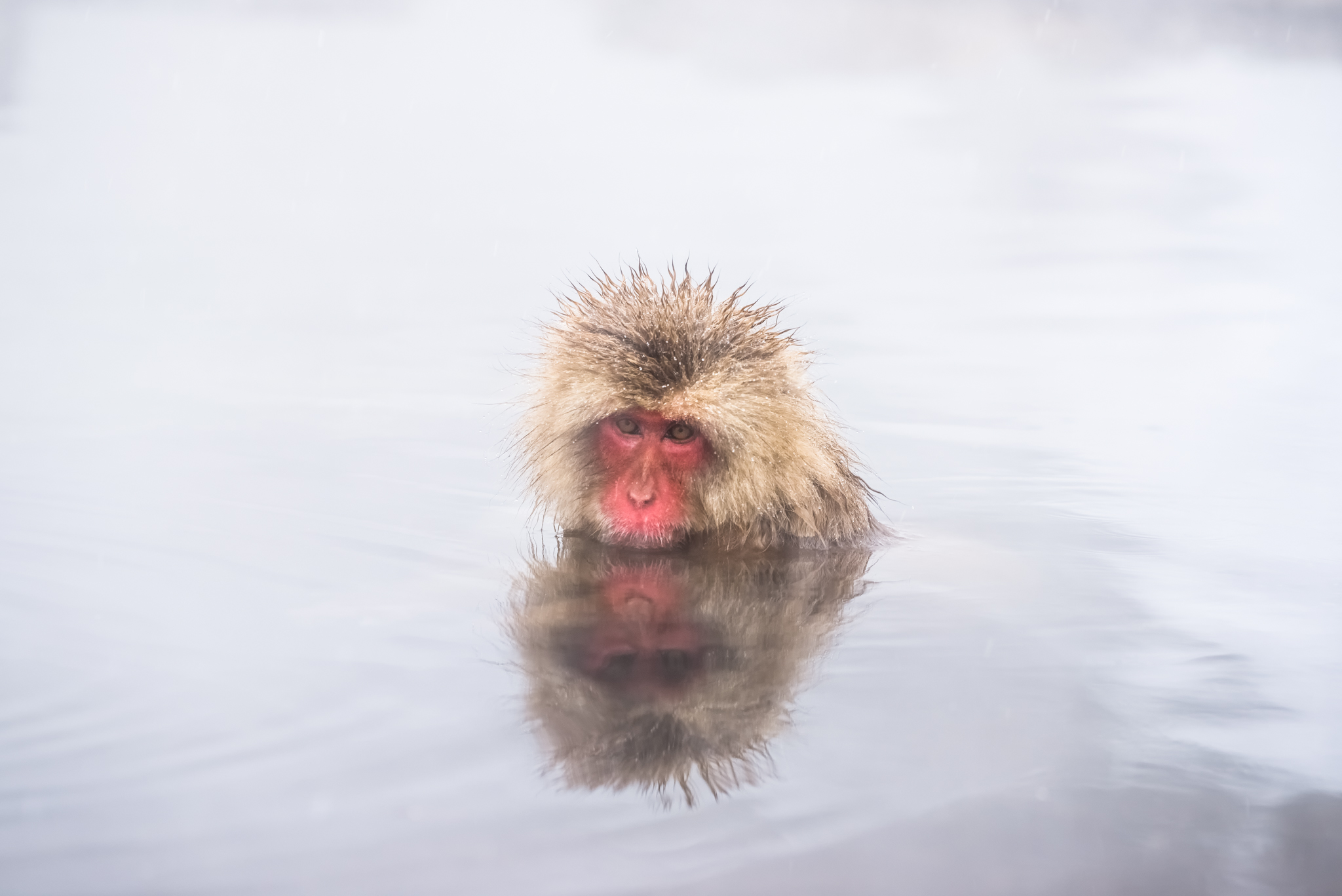 Snow Monkey in an onsen PHOTOGRAPHY: Andy Yee • Sony A7R • 70-200mm ƒ/4 • 200MM • ƒ/5.6 • 1/125 • ISO 100