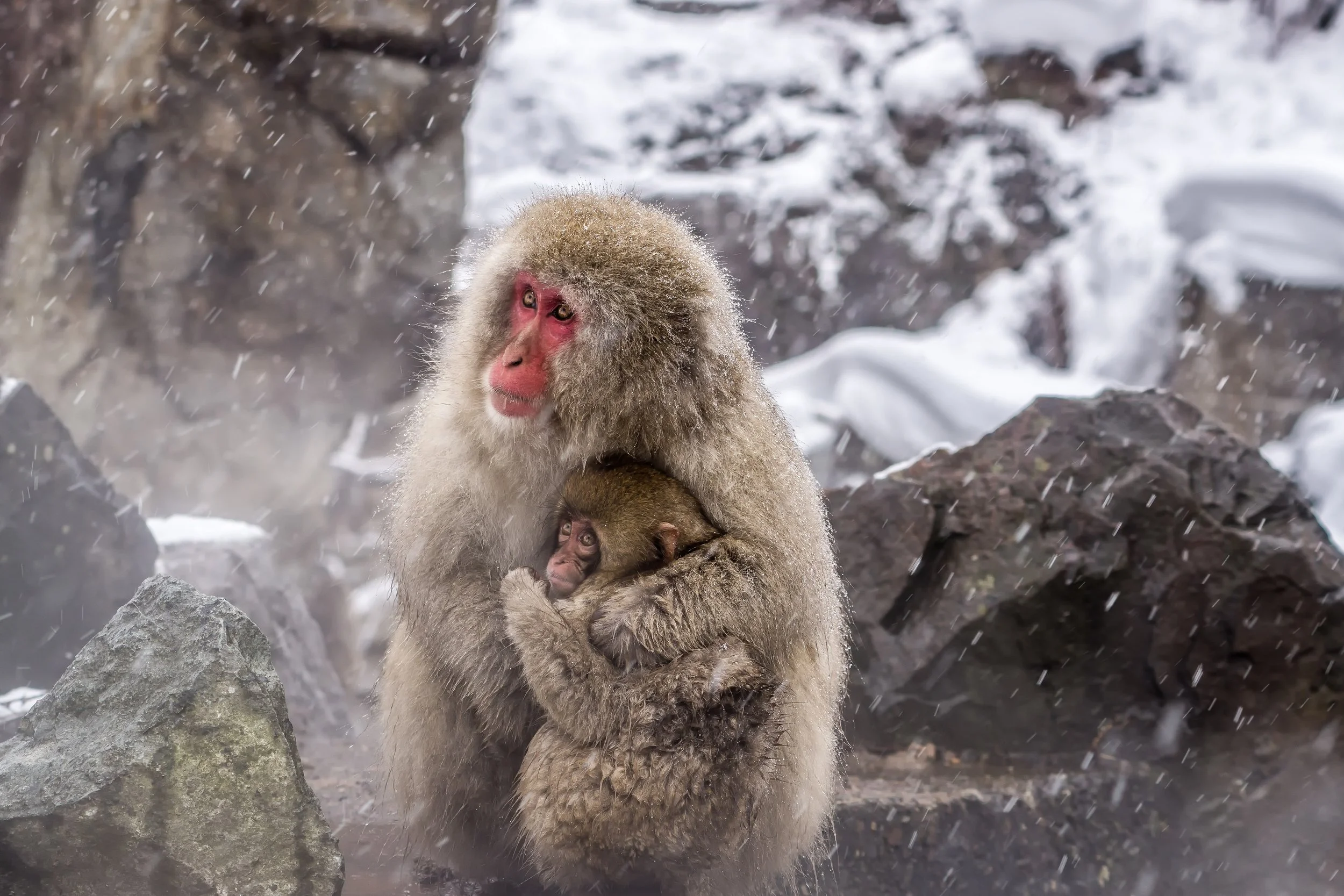 PHOTOGRAPHY: Andy Yee • Sony A6000 • 70-200mm Ƒ/4 @ 200MM • Ƒ/5.6 • 1/25• ISO 200
