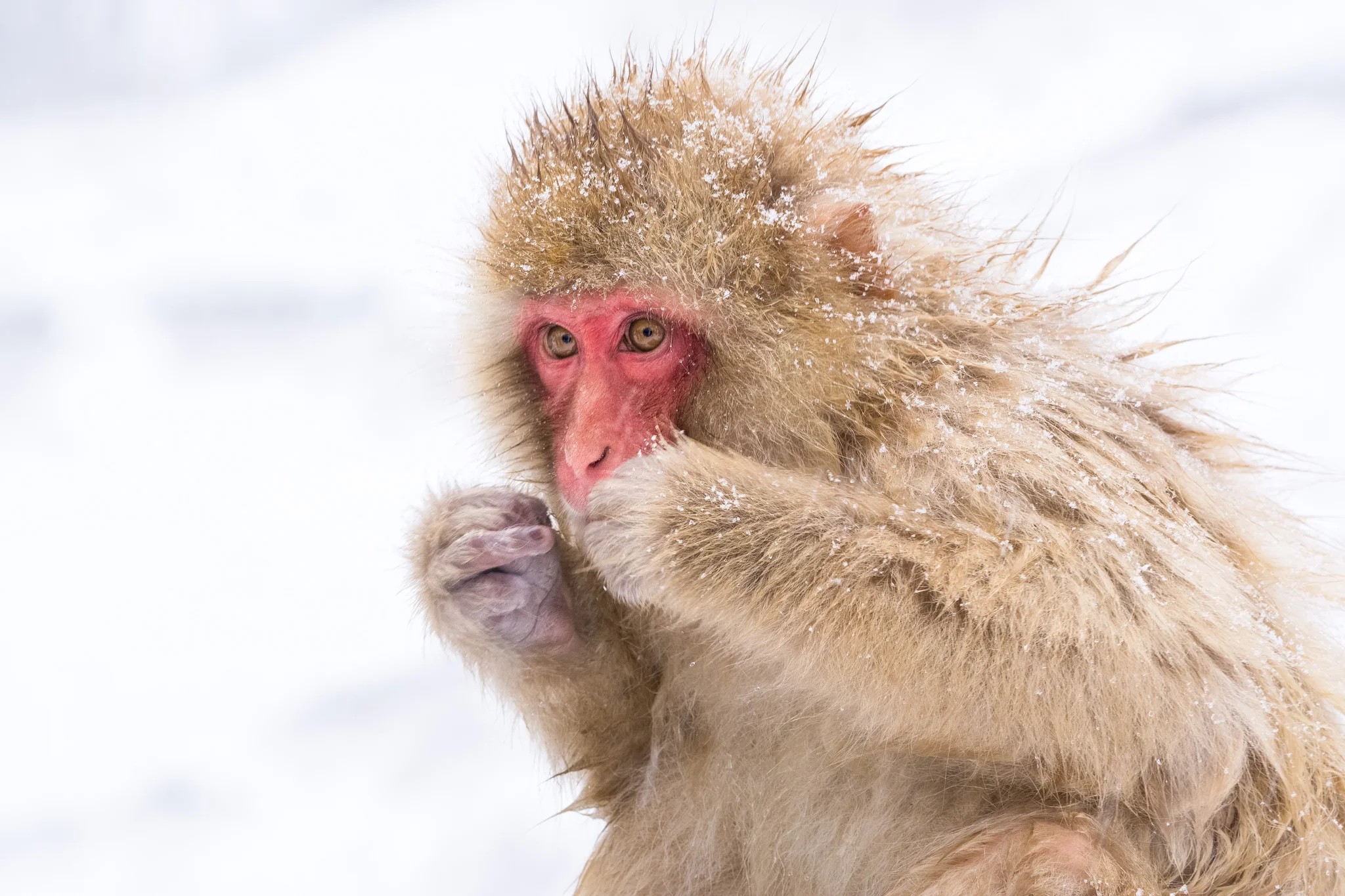 PHOTOGRAPHY: ANDY YEE • Sony α6000 • FE 70-200MM Ƒ/4 G OSS @ 111mm • Ƒ/8 • 1/60 • ISO 100