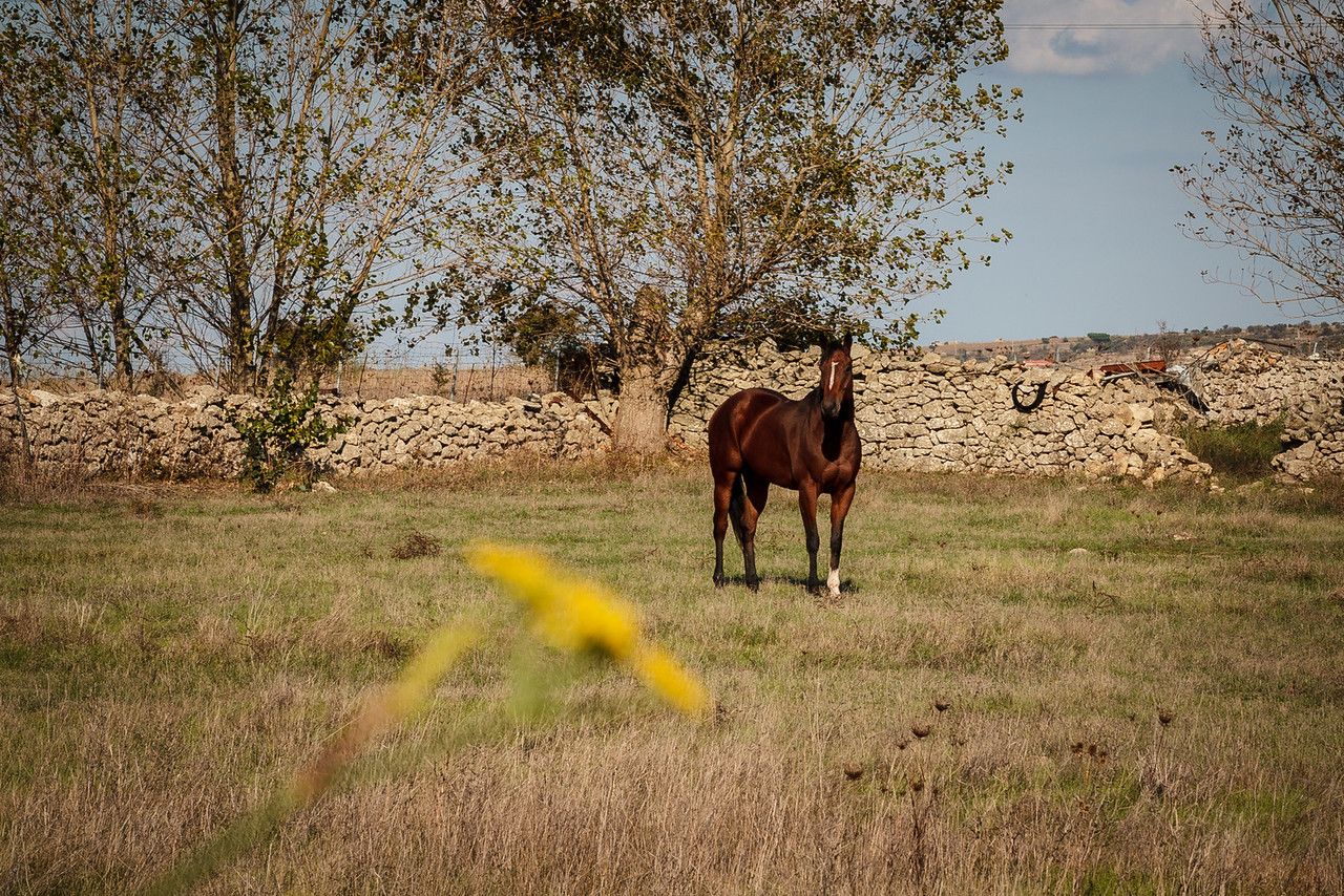 Wild Horses at Giara plains