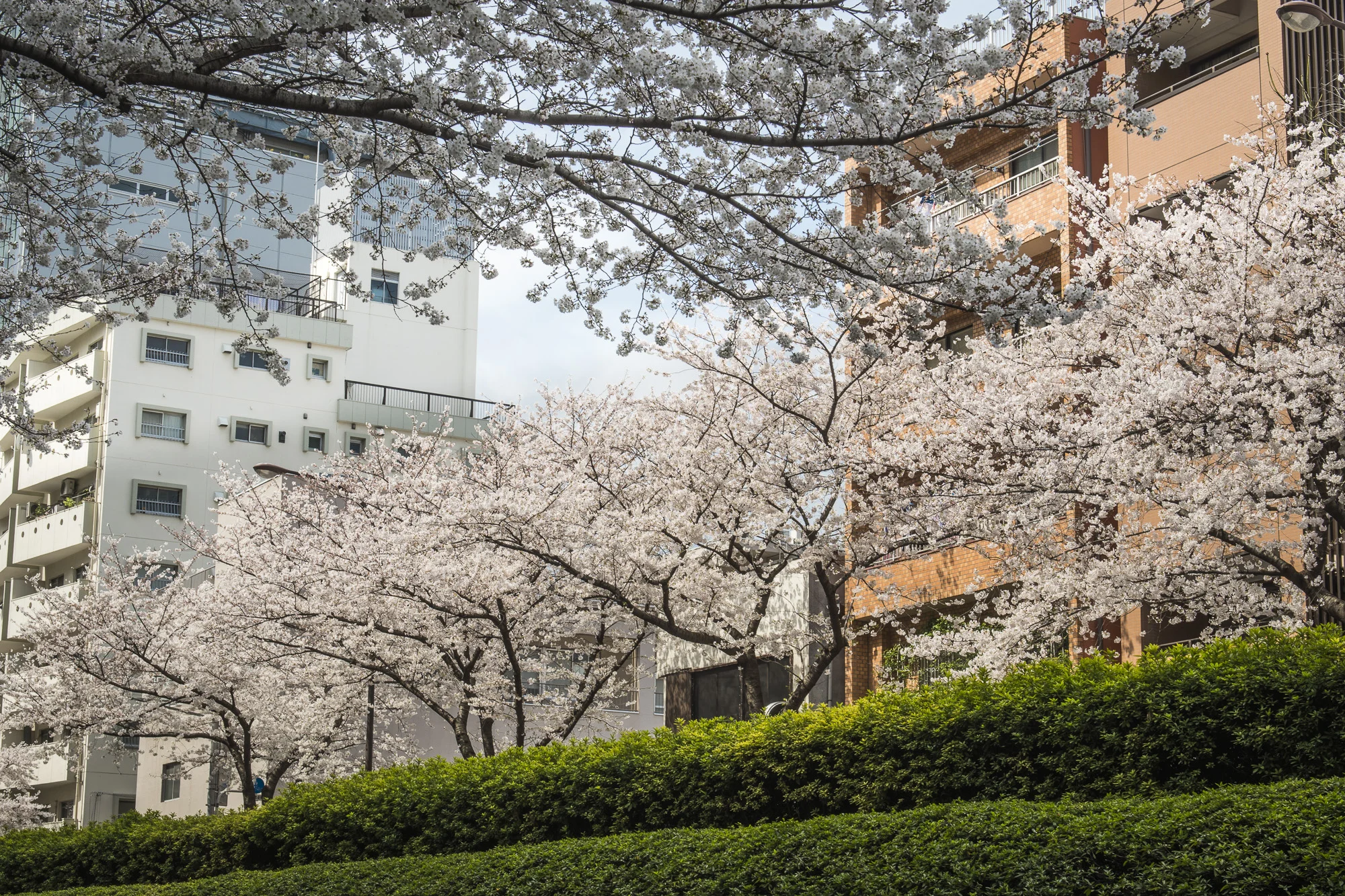 Meiji Dori, Tokyo PHOTOGRAPHY: ALEXANDER J.E. BRADLEY • NIKON D500 • AF-S NIKKOR 24-70MM Ƒ/2.8G ED @ 44MM • Ƒ/11 • 1/125 • ISO 100