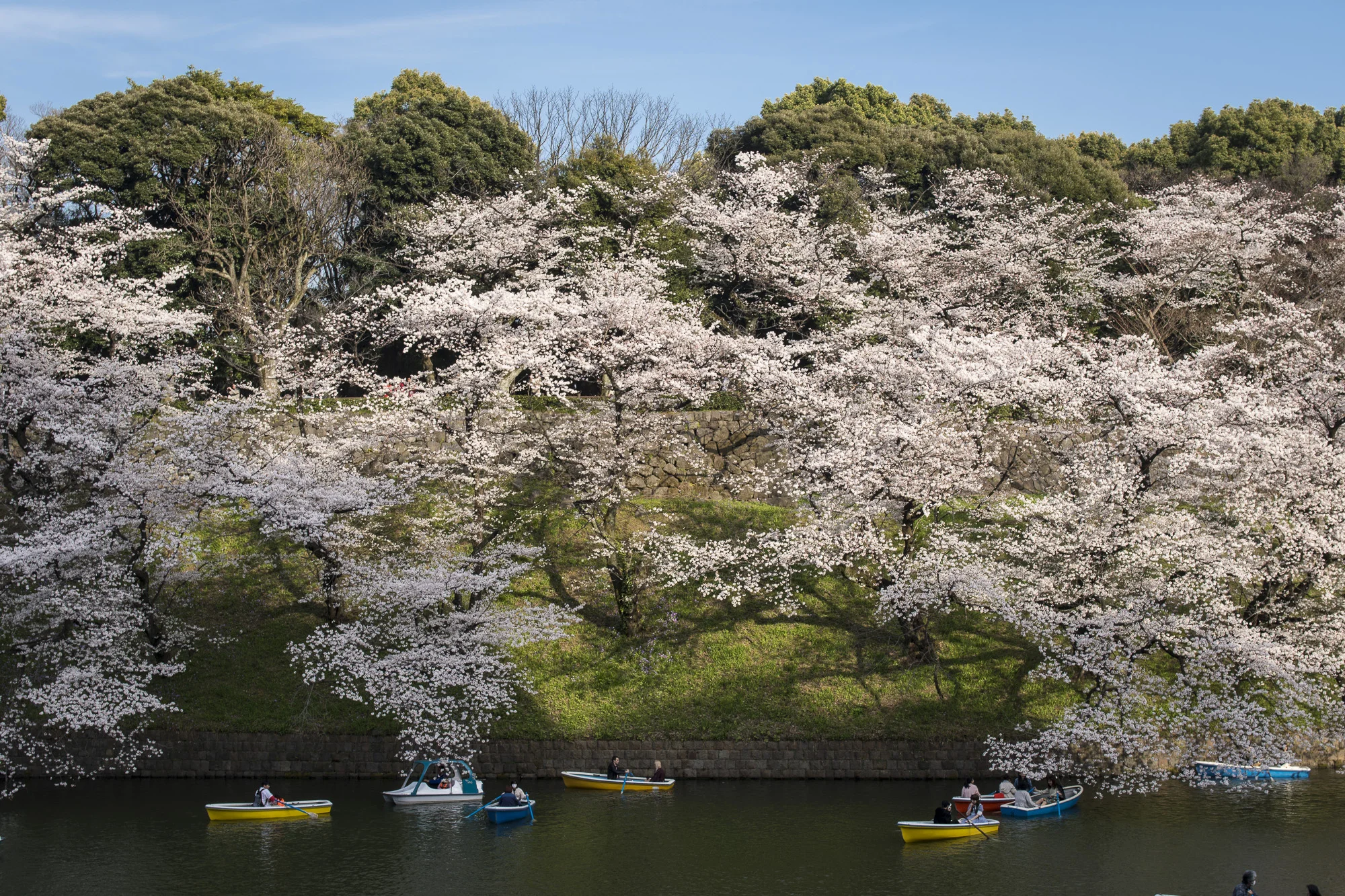 Chidori-ga-fuchi, Tokyo PHOTOGRAPHY: Alexander J.E. Bradley • NIKON D500 • AF-S NIKKOR 24-70MM ƒ/2.8G ED @ 32MM • ƒ/8 • 1/125 • ISO 100