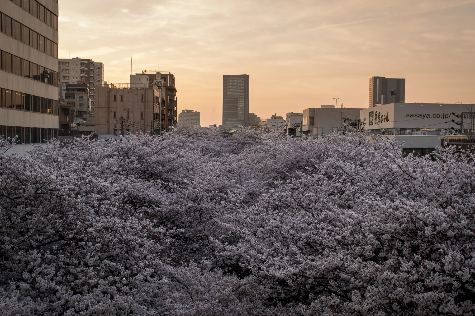 Naka-meguro, Tokyo PHOTOGRAPHY: Alexander J.E. Bradley • NIKON D500 • AF-S NIKKOR 24-70MM ƒ/2.8G ED @ 24MM • ƒ/4 • 1/125 • ISO 100