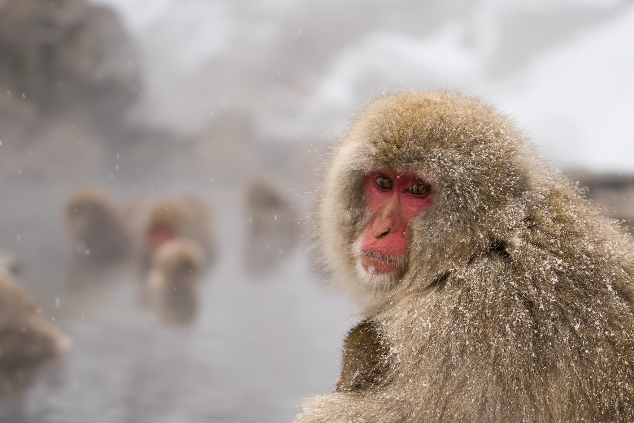 Snow Monkeys.jpg