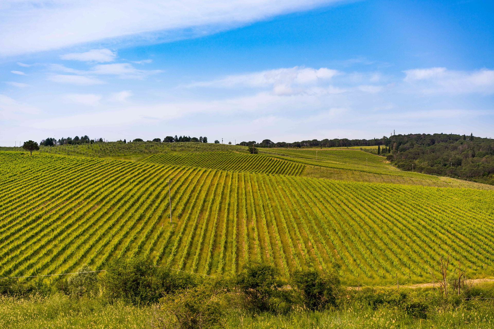 Strada in Chianti