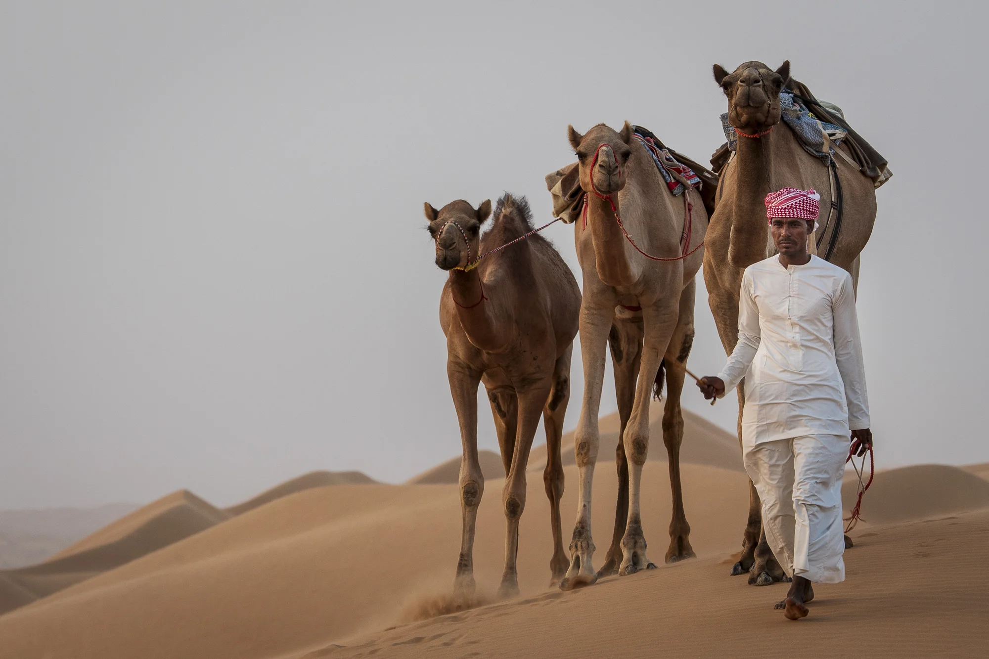 Camels at Sharqiya Sands