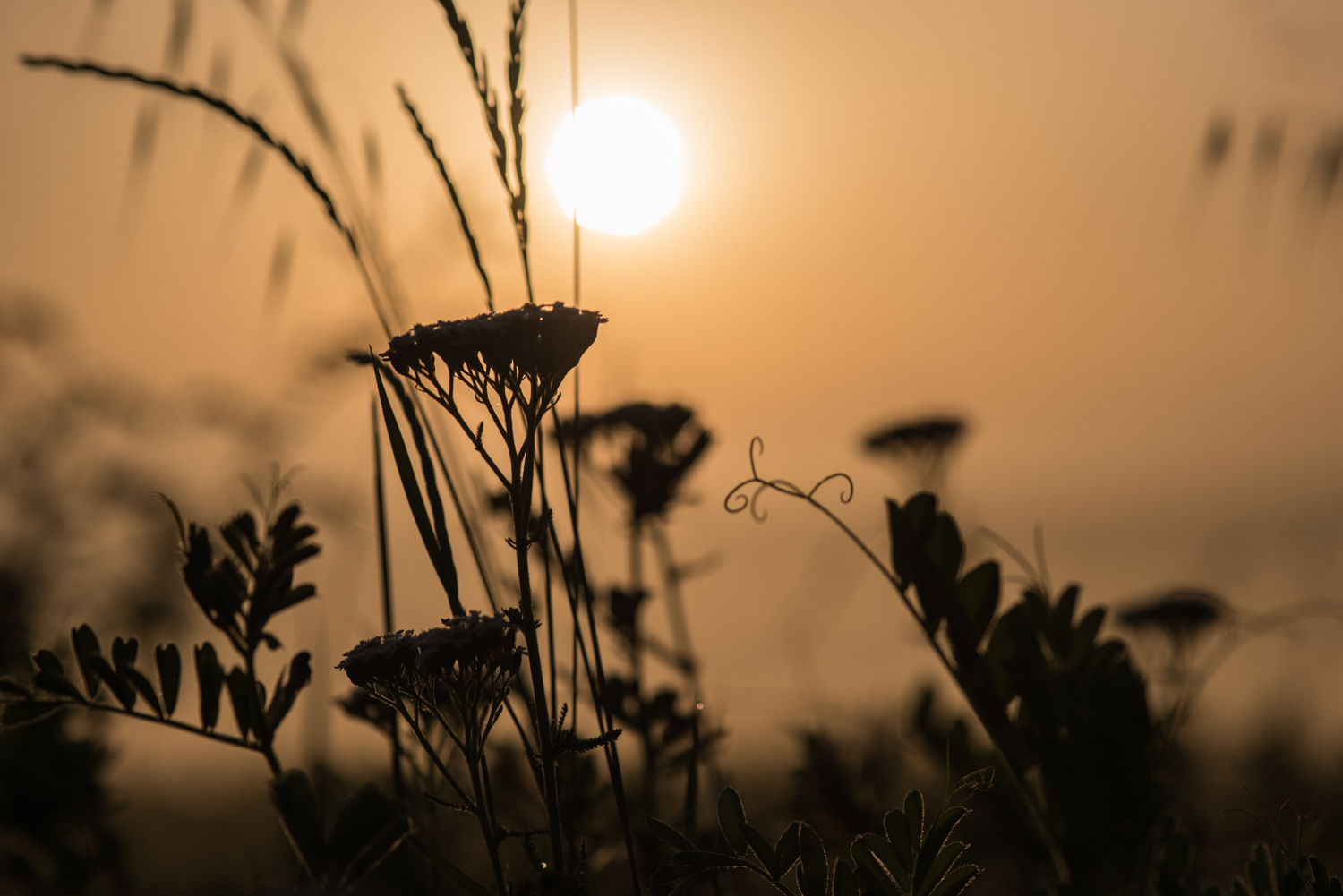 Wildflowers at sunset PHOTO: ANNA VOLPI • NIKON D750 • 105mm Ƒ/2.8 @ Ƒ/5.6 • 1/4000 • ISO 100
