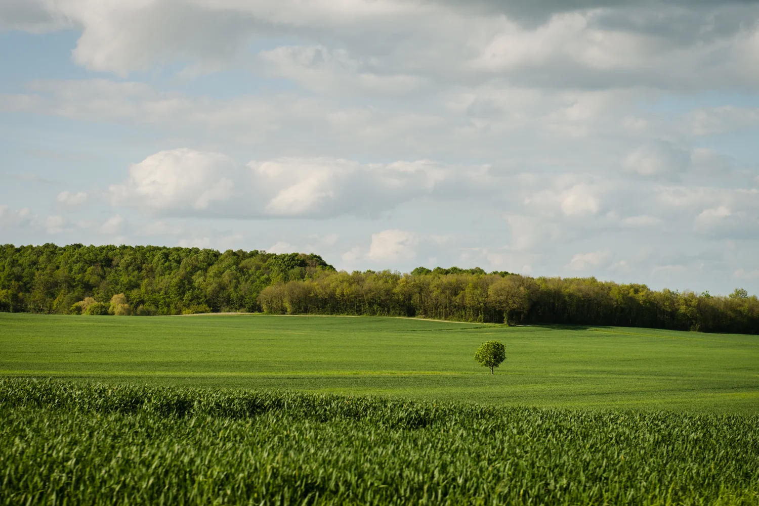 Loire Valley PHOTOGRAPHY: William Lounsbury • NIKON D800 • AF-S NIKKOR 24-70MM F/2.8G ED @ 70MM • Ƒ/5.6 • 1/1000 • ISO 200