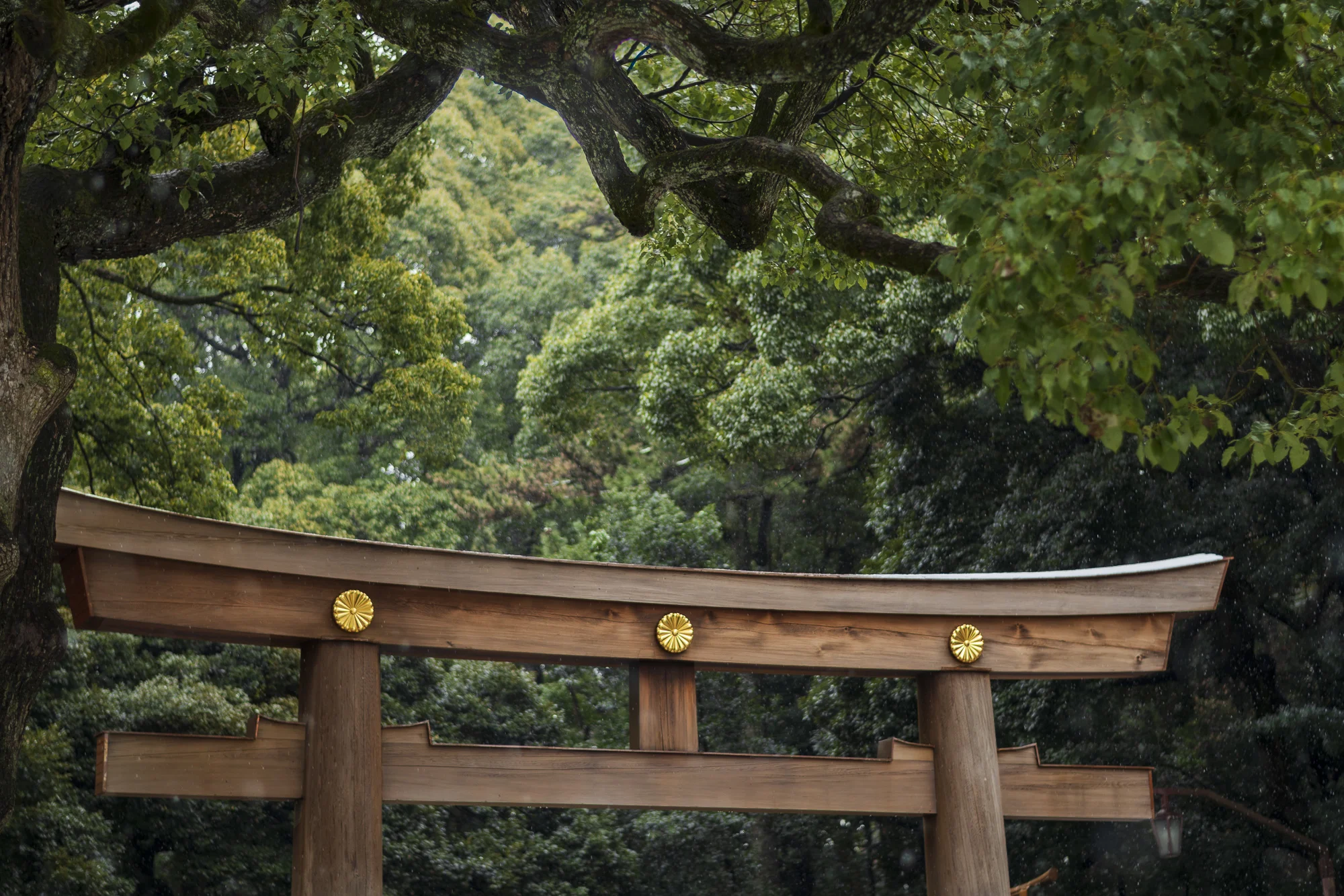 Meiji Shrine PHOTOGRAPHY: ALEXANDER J.E. BRADLEY • NIKON D500 • AF-S Nikkor 50mm ƒ/1.8G @ Ƒ/8 • 1/200 • ISO 100