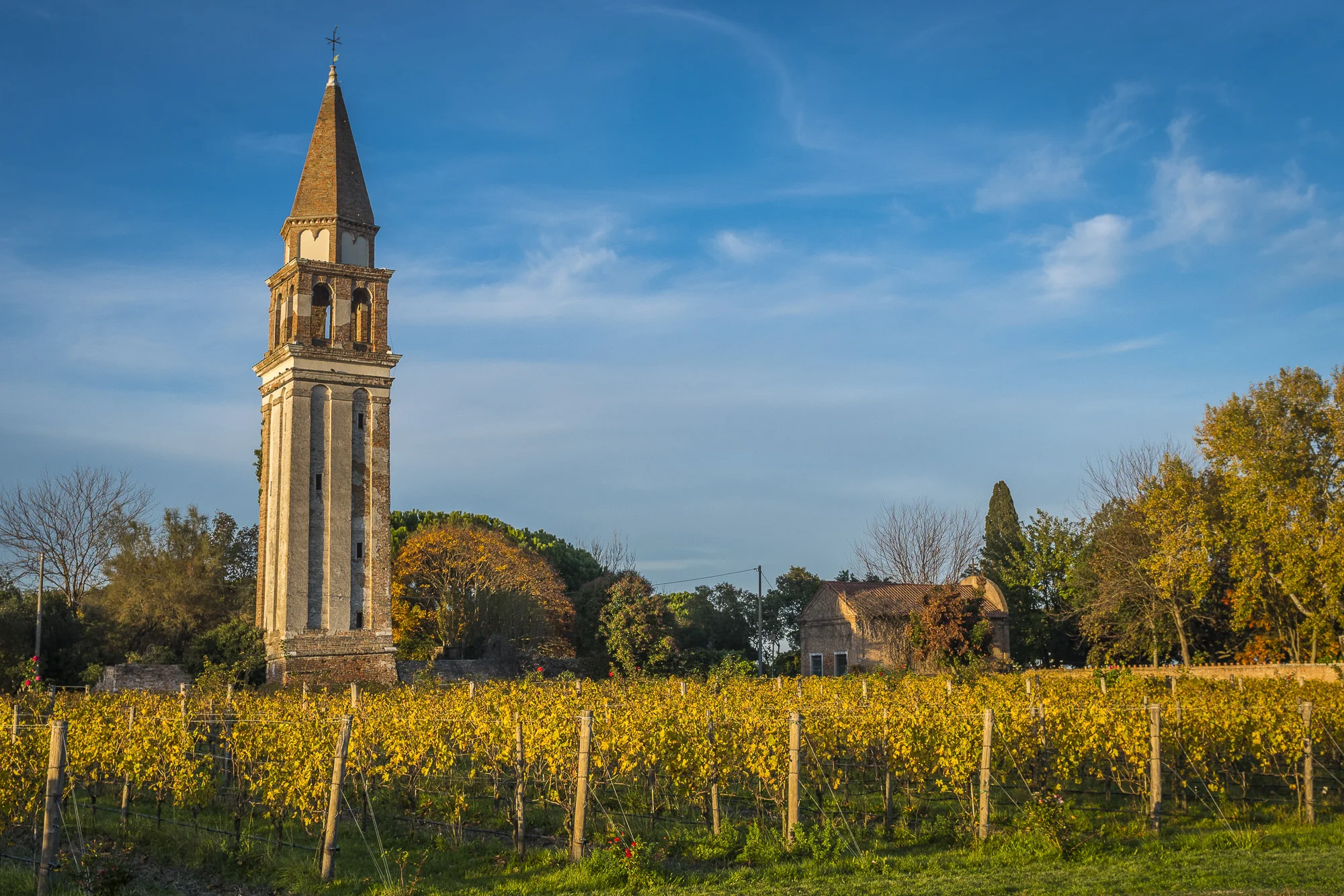 Venissa Vineyard, Mazzorbo PHOTOGRAPHY: ALEXANDER J.E. BRADLEY • NIKON D500 • AF-S NIKKOR 24-70MM Ƒ/2.8G ED @ 27MM • Ƒ/8 • 1/250 SEC • ISO 100