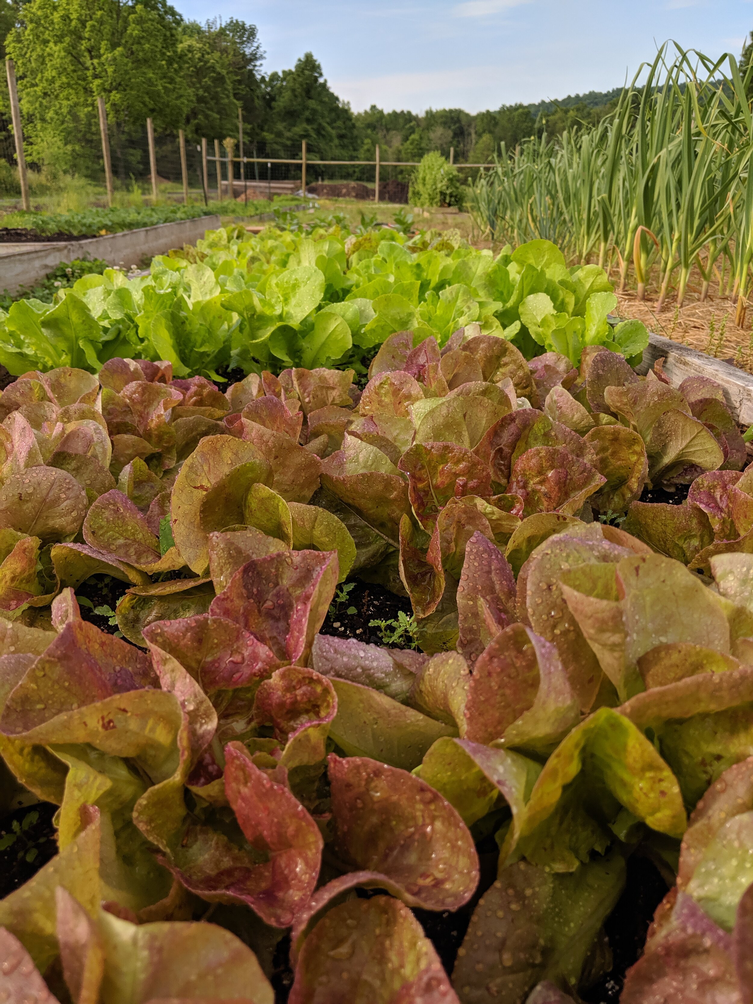 lettuce in field.jpg