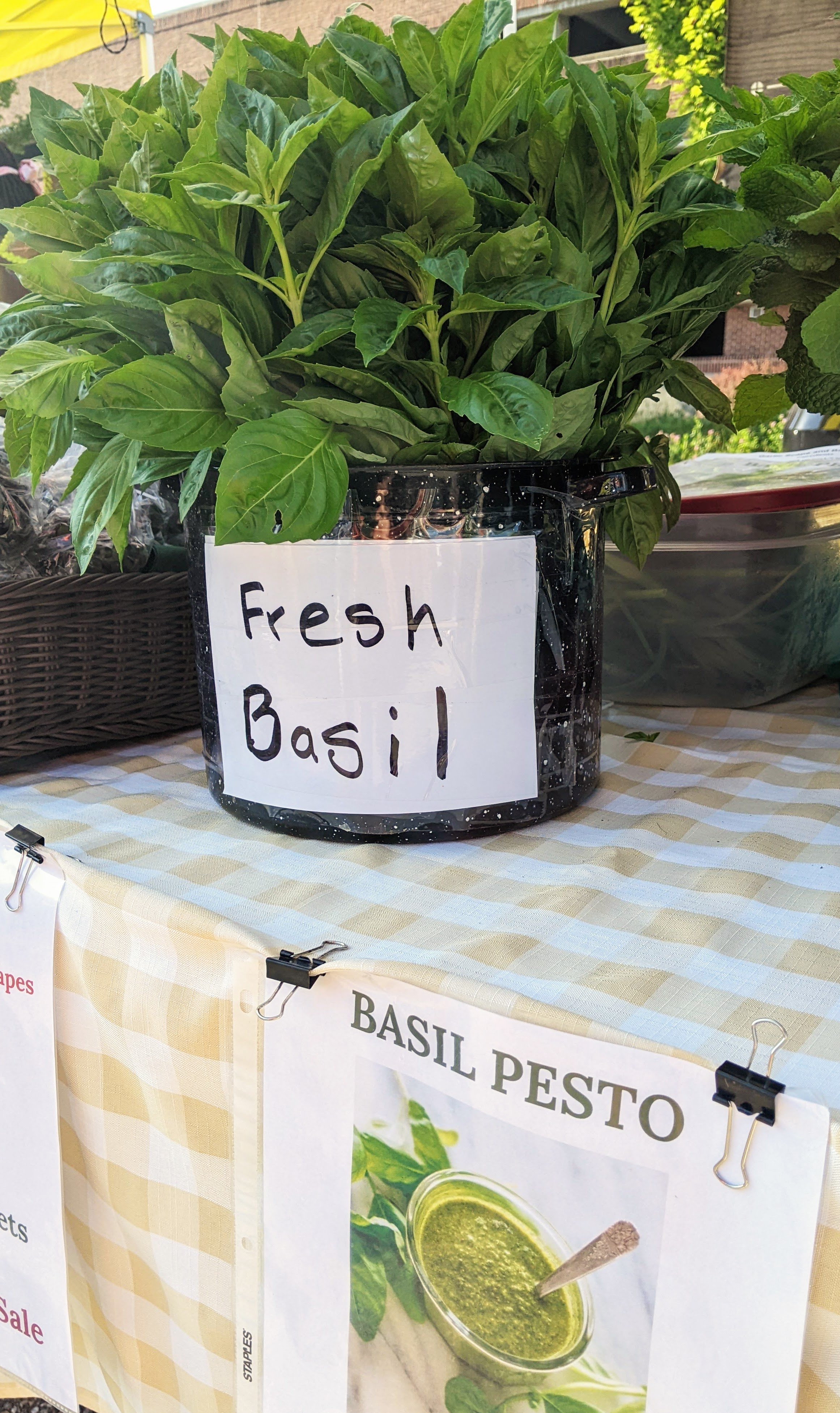 Fresh basil 2023.jpg