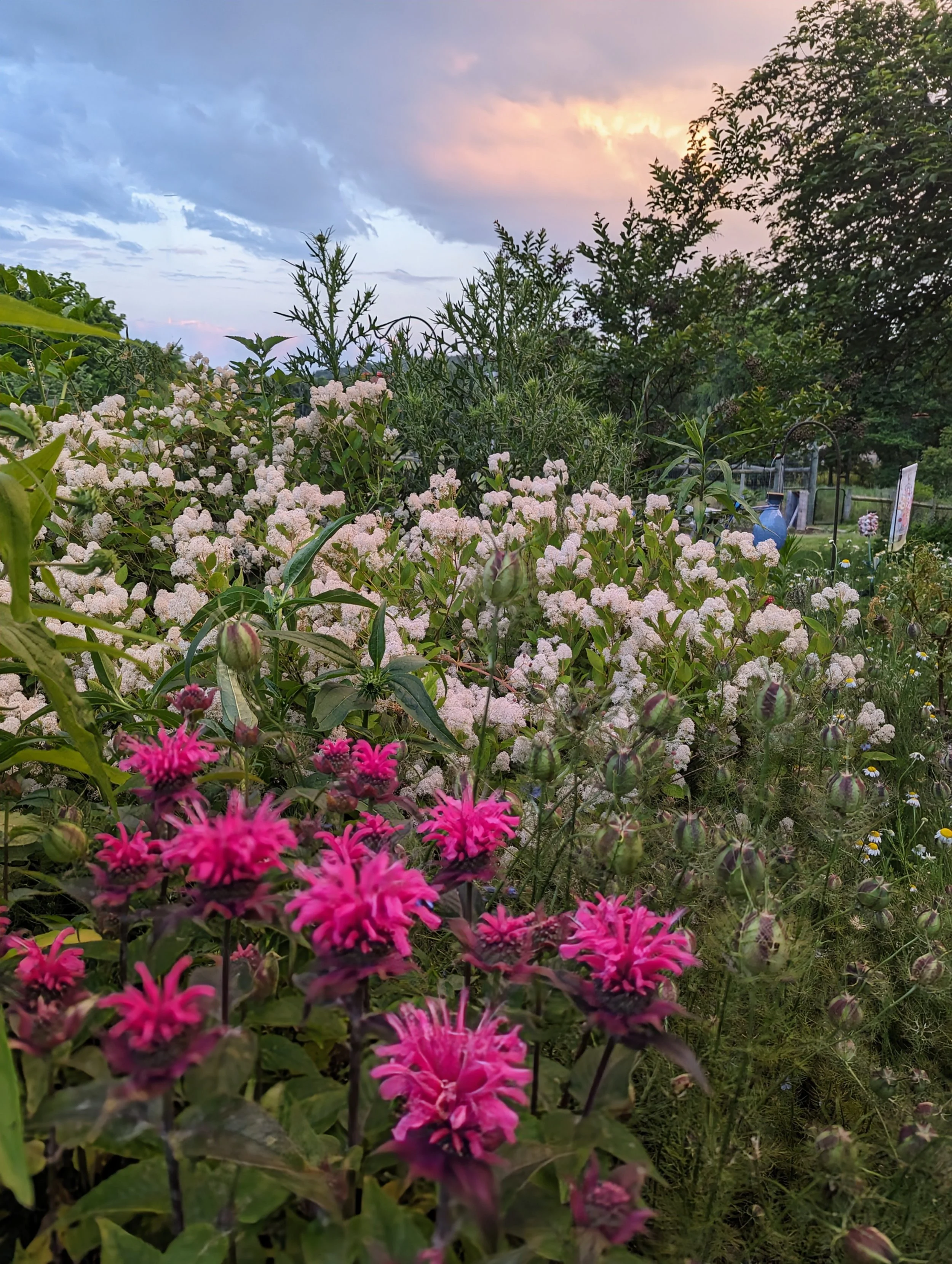 monarda and NJ tea.jpg