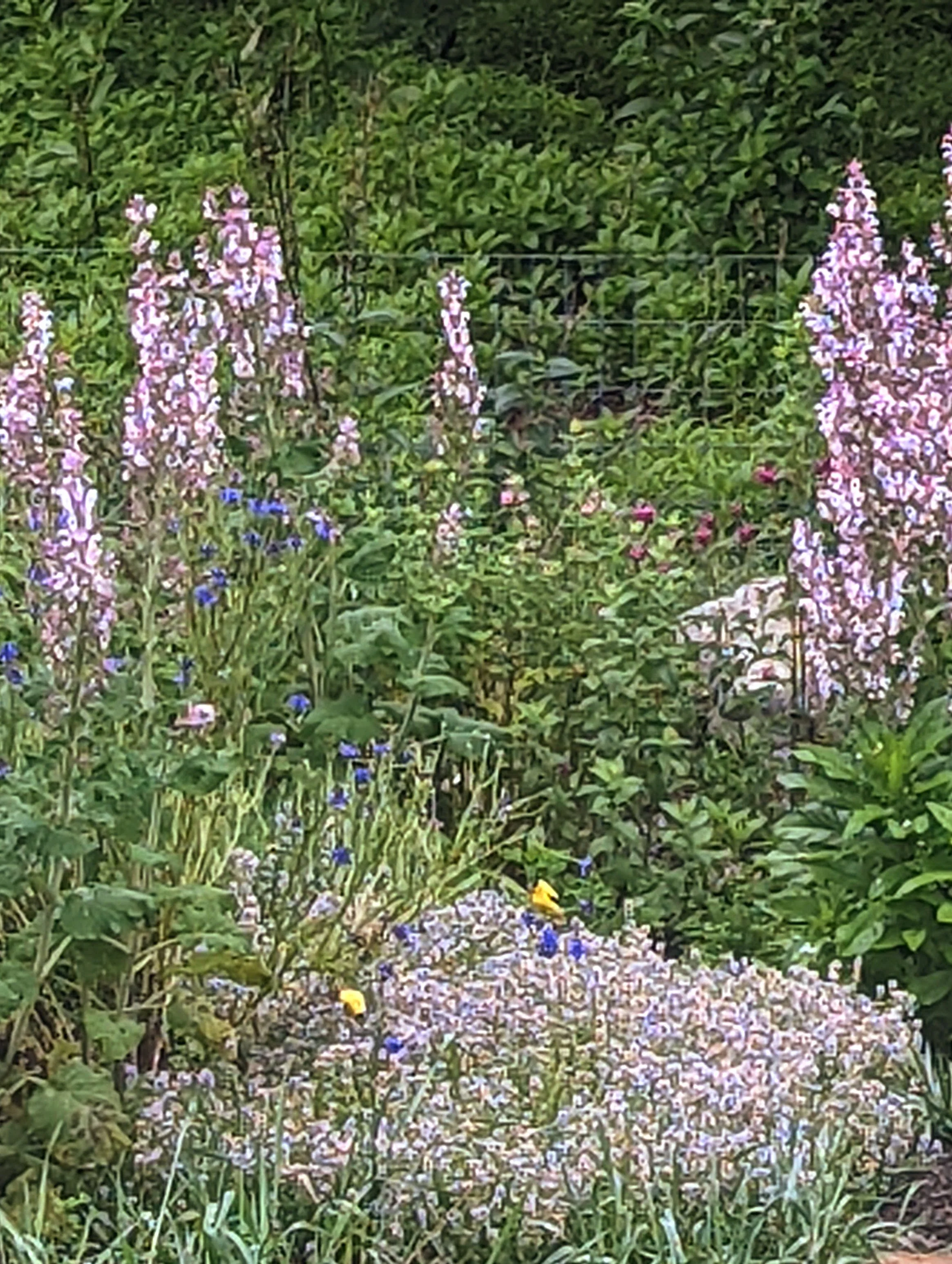 herb garden clary sage.jpg