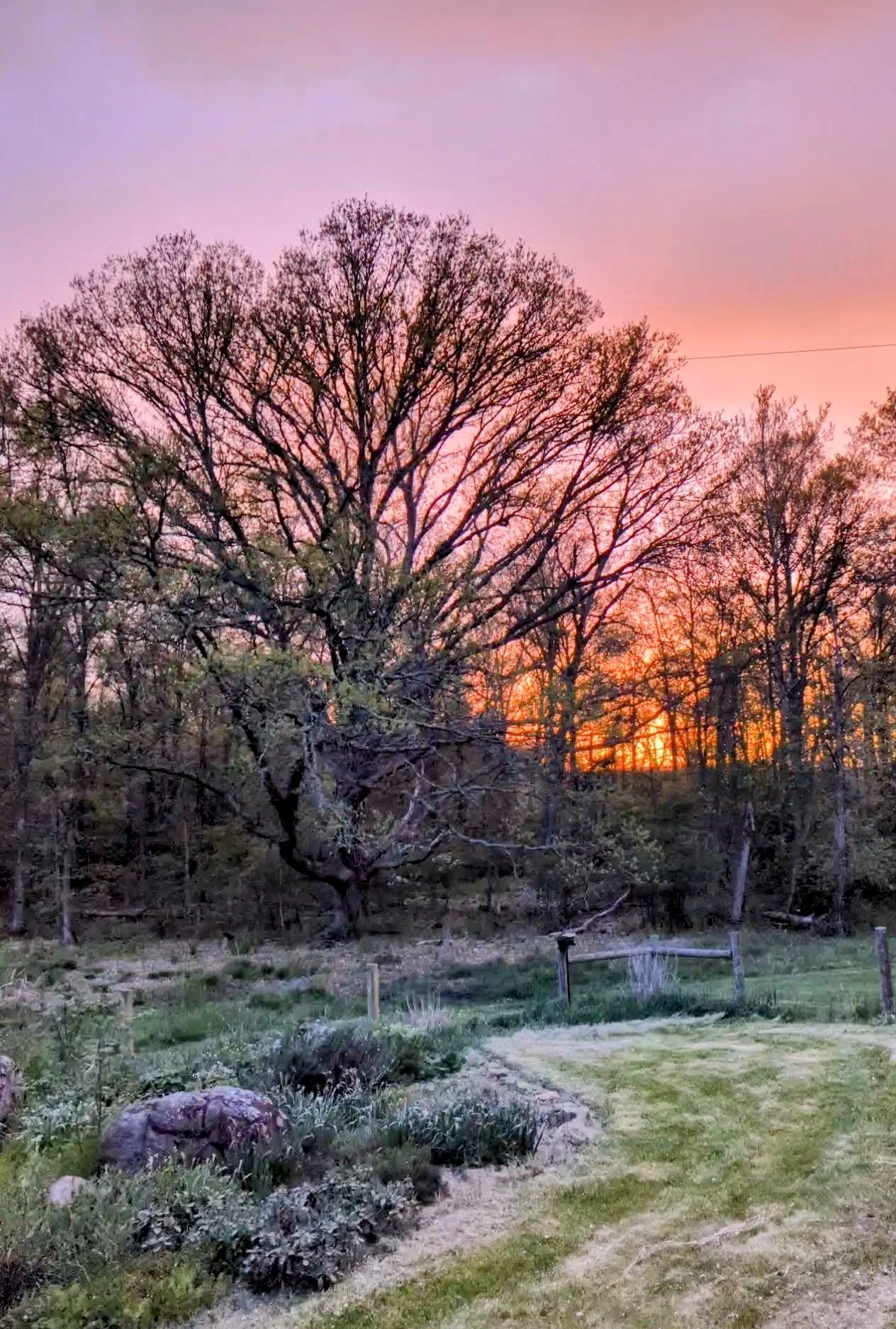 herb garden at sunset.jpg