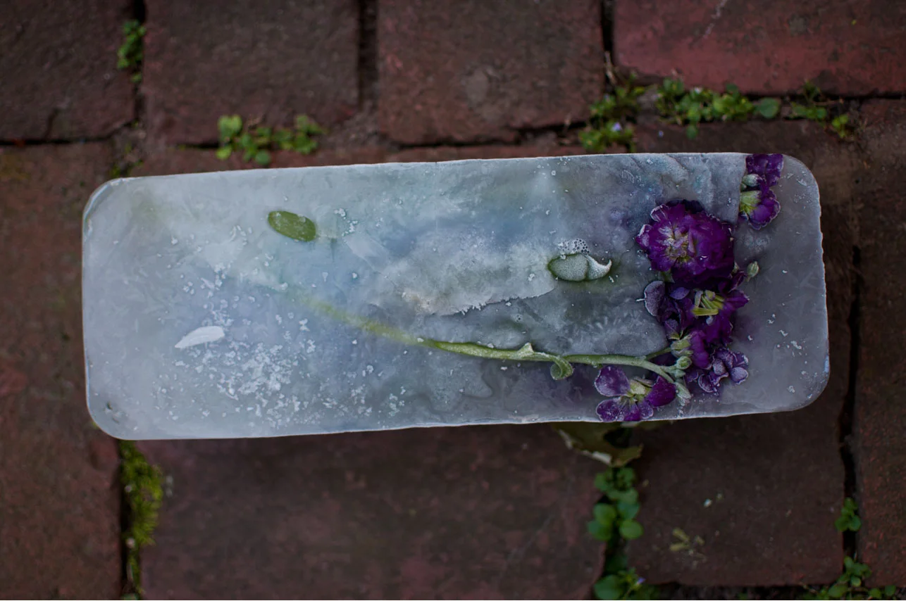 ever remnants cut flowers and ice