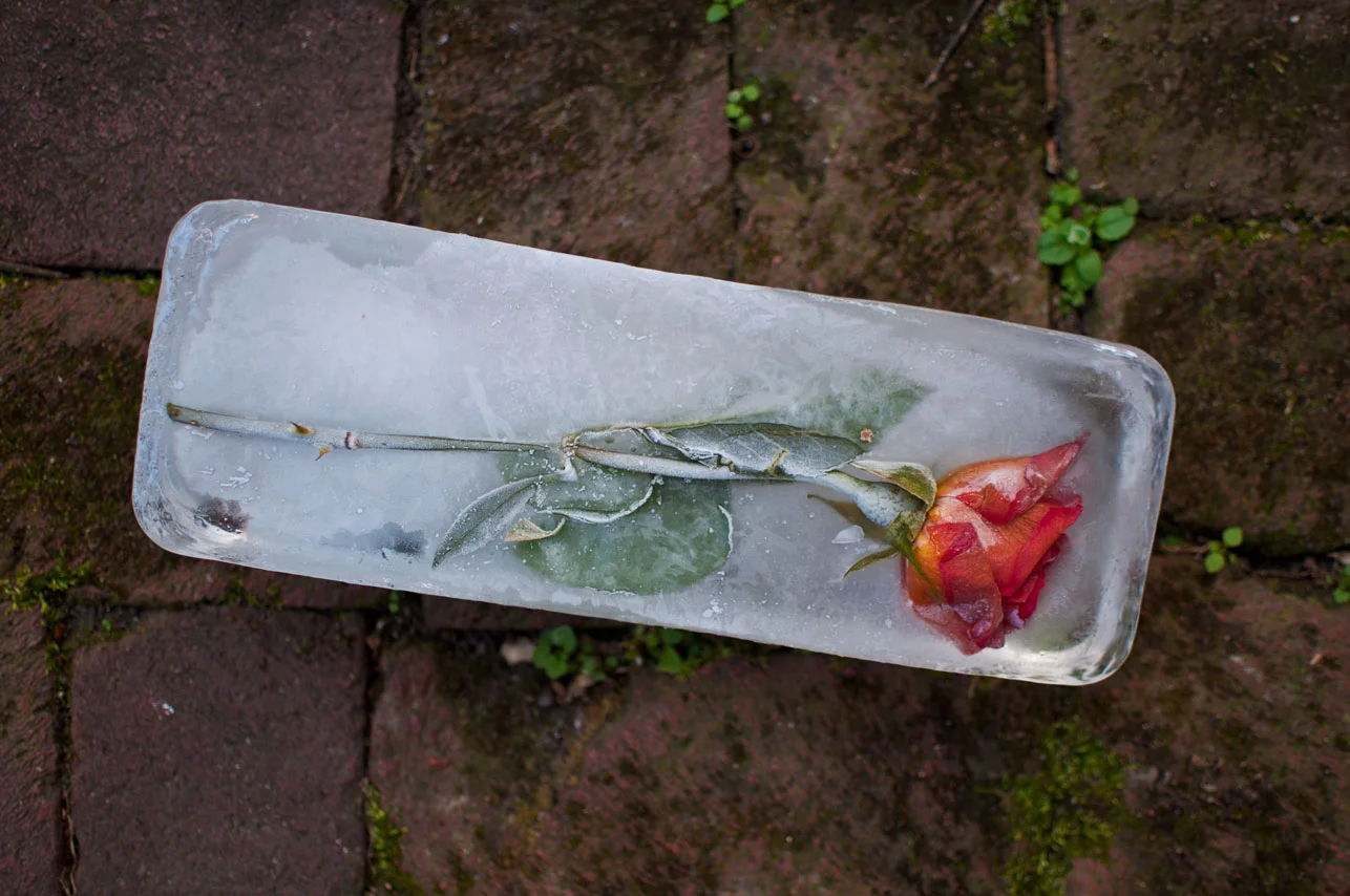 ever remnants cut flowers and ice