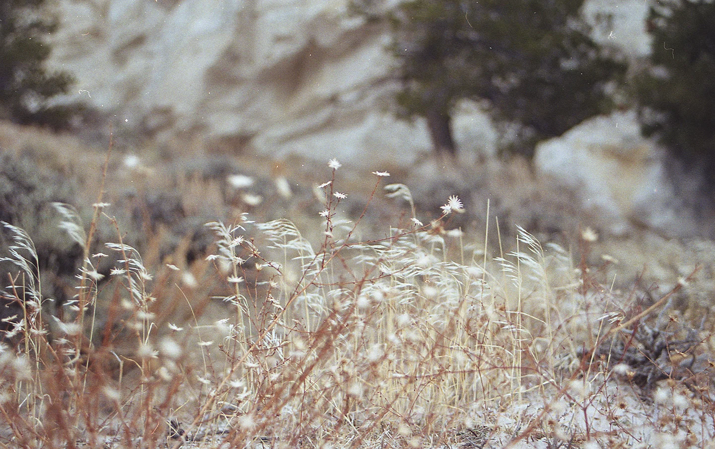 spring17001 copy.jpg