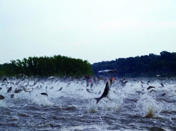 Asian-carp1-620x462.jpg